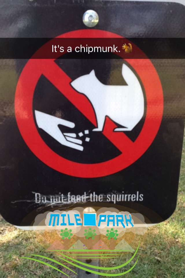 B1ueLightning22's tweet image. Isn&apos;t that a chipmunk?🙁 
Because I&apos;m pretty such it is!!😂😂😂 #whatisthis #notasquirrel #sorelatable