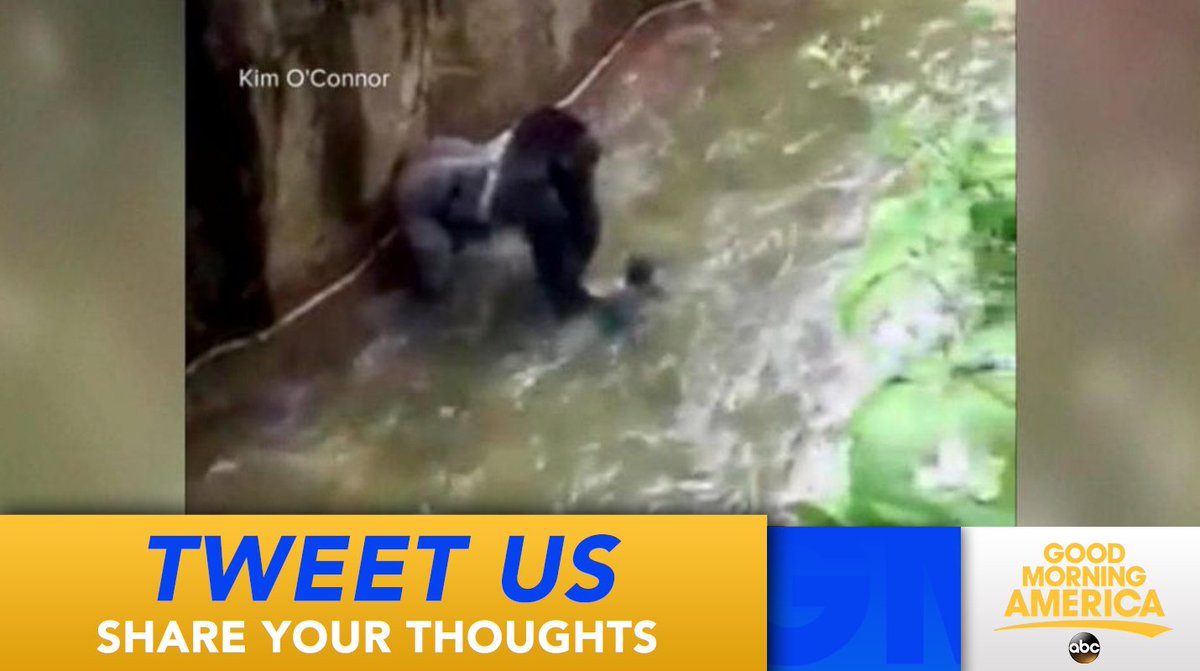 GMA's tweet image. Should someone be held responsible in the gorilla's death? Tweet us your thoughts...