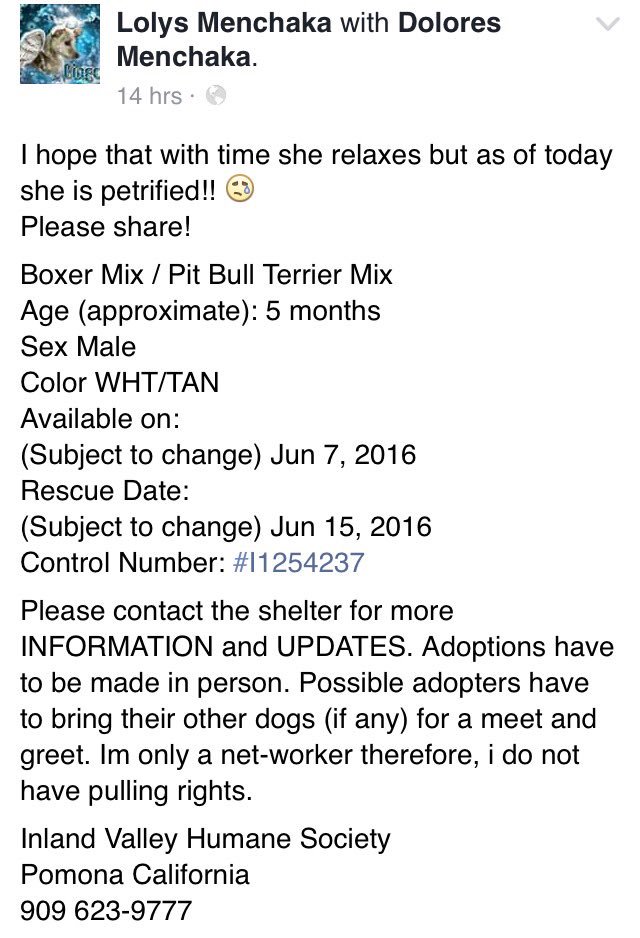 CODE RED🆘🆘TERRIFIED😭💔SHELTER WILL KILL HER FOR BEING FEARFUL😭PLZ HELP facebook.com/permalink.php?… #CA 
-@DogRescueTweets