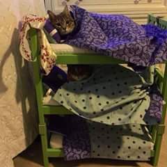 keren_02's tweet photo. Boa noite galerinha https://t.co/03z6H3sMYT