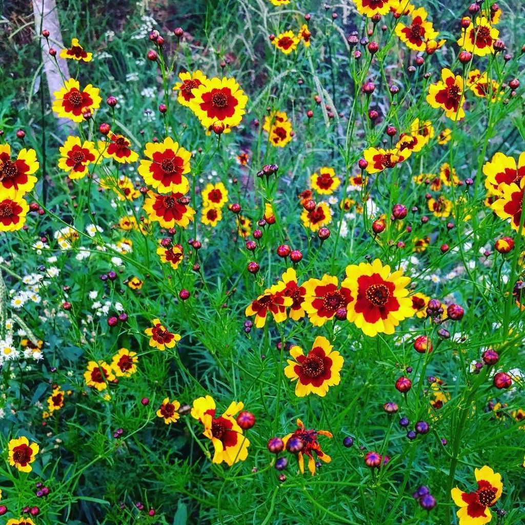 Nice pic from IG: ift.tt/22wt7v4 out on the #beltline Such color! 
#flowersofinstagram #summer #yellow
