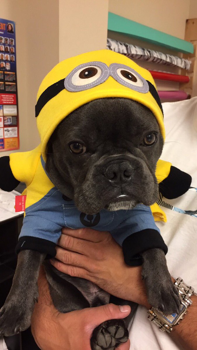 CBreezy2015's tweet photo. If you don't laugh when you see this you aren't human😂😂😂 #FrenchieMinion https://t.co/GOBaDZGXGD