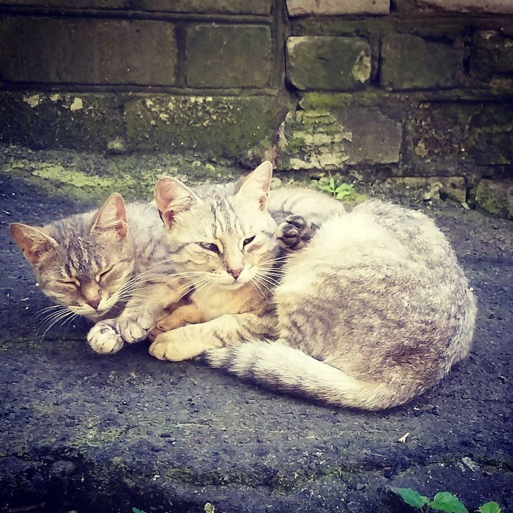 Брянские киски😊😻🐈🌳 #брянск