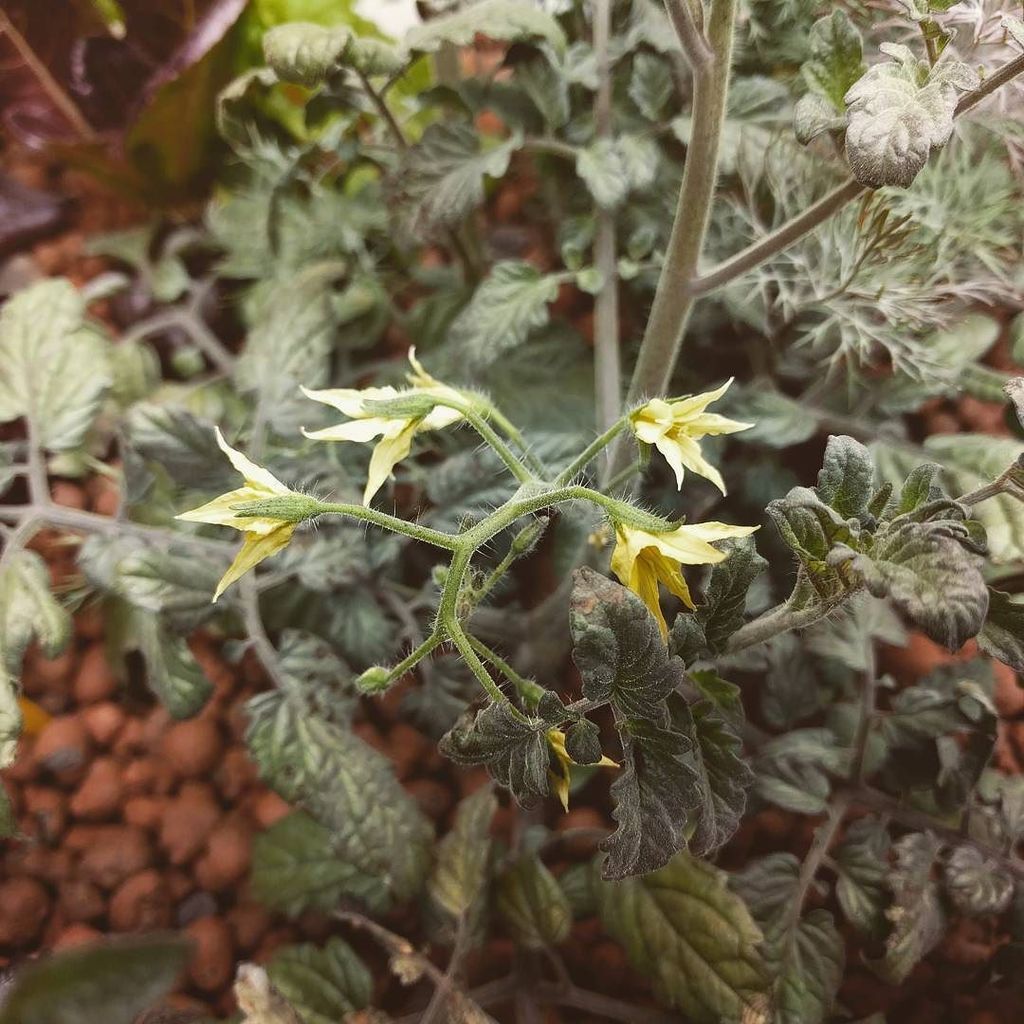 insta_arduino's tweet image. ift.tt/1Y1Qf2N - My #tomato 🍅 plant has already bloomed about 8-10 flowers with … ift.tt/25zOXlq