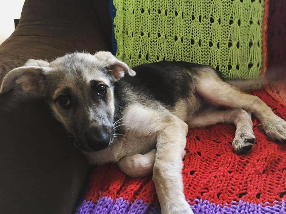 YuridiaVvallejo's tweet photo. Nubia tiene ya 4 meses y sigue sin encontrar una familia. Ha superado el parvo, esta vacunada y desparasitada y es … https://t.co/wwzFAsn2kv
