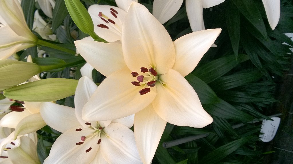 Op bezoek bij <a href="/Zaboplant/">Zabo Plant</a>. In voorbereiding #DutchLillydays