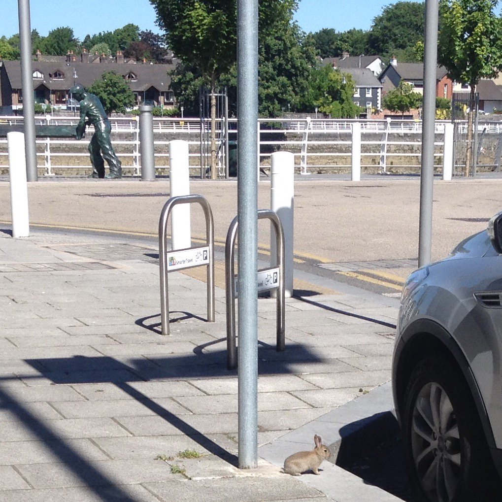 Noelle Collins tweet media