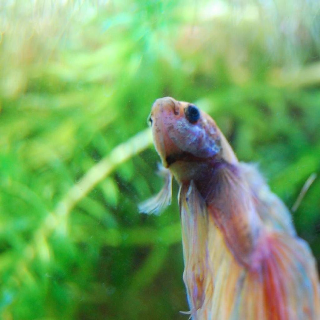 #akvaristan #aquarium #akvaryum #aquarien Reach for the stars 🌌 | #betta #bettafish #fish #fishy #colorful #green #…