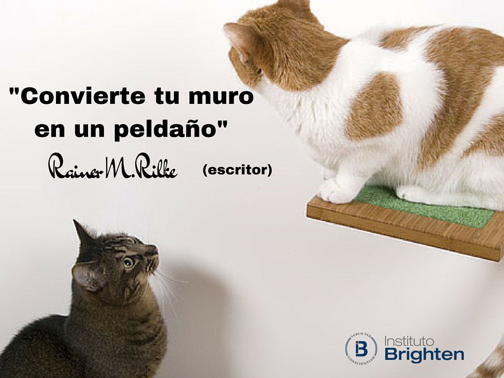 I_Brighten's tweet photo. Haz de tu MURO un PELDAÑO-Arranca tu camino, juega al Gran Juego de la Vida @ToniBassols https://t.co/UthQTB3nz3 https://t.co/XiBlLAtwTA