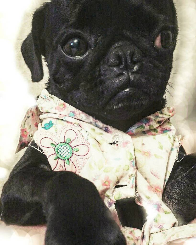 QRegenia's tweet photo. LLEVO HORAS ESPERÁNDOTE!!#gatos #comidaseca #food4satos #sato #gofundme #dogsofinstagram #bulldogcc #foto #pequeño … https://t.co/FB9pBhfVO6
