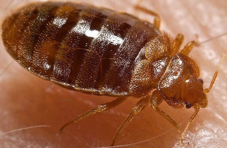 Fast #Fact Friday! #Cockroaches can live without food for one month, but will only survive one week without water.