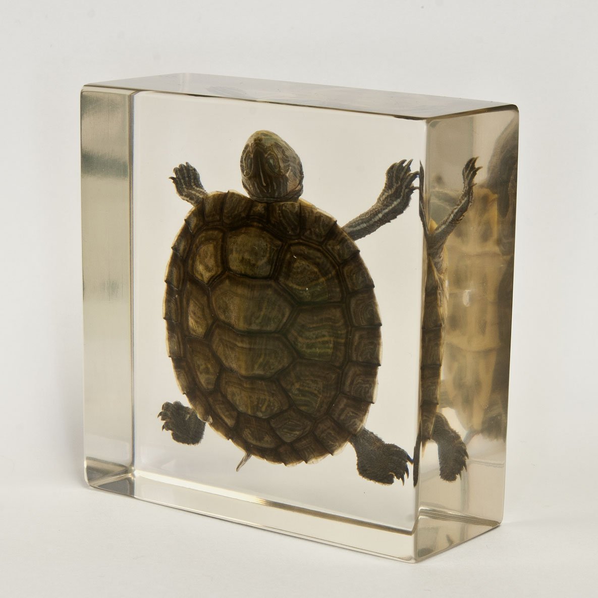 Real Turtle in Acrylic Block
AVAILABLE HERE --> amzn.to/1TWAkjw
#skull #skulls #turtle