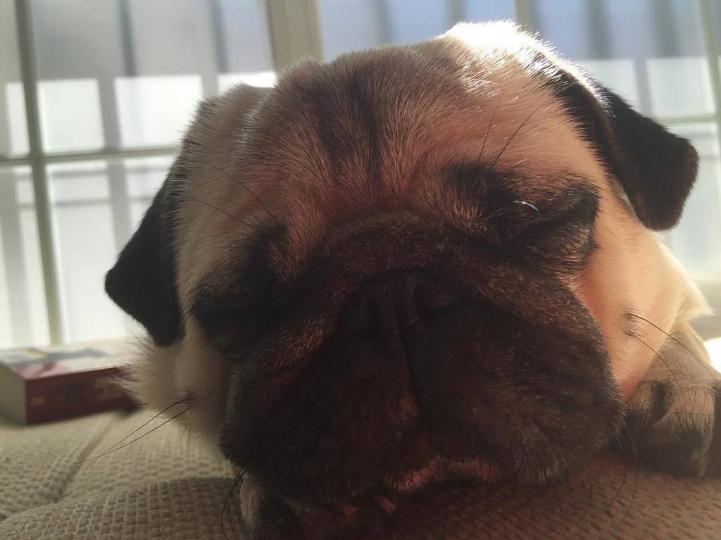 Puglee_Pug's tweet photo. Morning amigos #ๅ
ซๅฅ #pug #pugdiary #mopsi #dogstagram #dogsofinstagram #dogstagram #pugsofinstagram #pugstagram #iloโฆ https://t.co/a0Cpi5ENAp