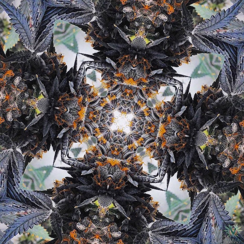 ift.tt/1TWV9N0 by victorypharms_