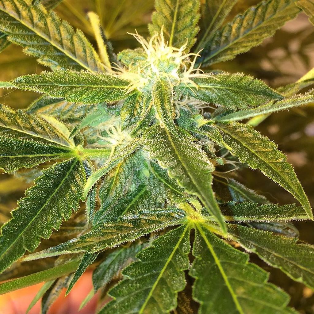 ift.tt/1TWVteD by abudslyfe