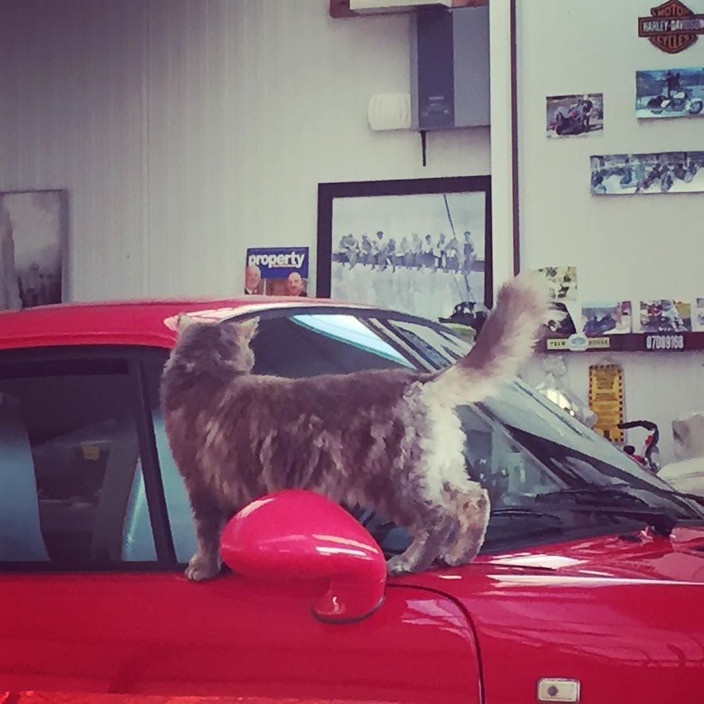 #pepperthegreycat likes her sports cars 😄 #porsche964turbo #porsche965 #porsche911turbo #porsche911 #manshed