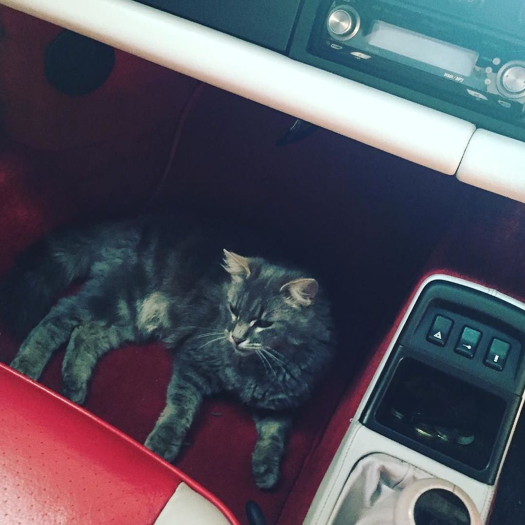 Cool cat in a cool car 😊 #pepperthegreycat in the #porsche911turbo #porsche911 #porsche964turbo #porsche965 #manshed
