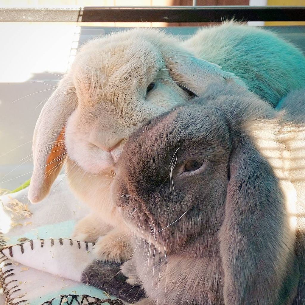 Bunny love! 💜 💙 #rabbits #rabbit #rabbitsofig #instapet #instabunny #instabunnies #instarabbits #instarabbit #bunny…