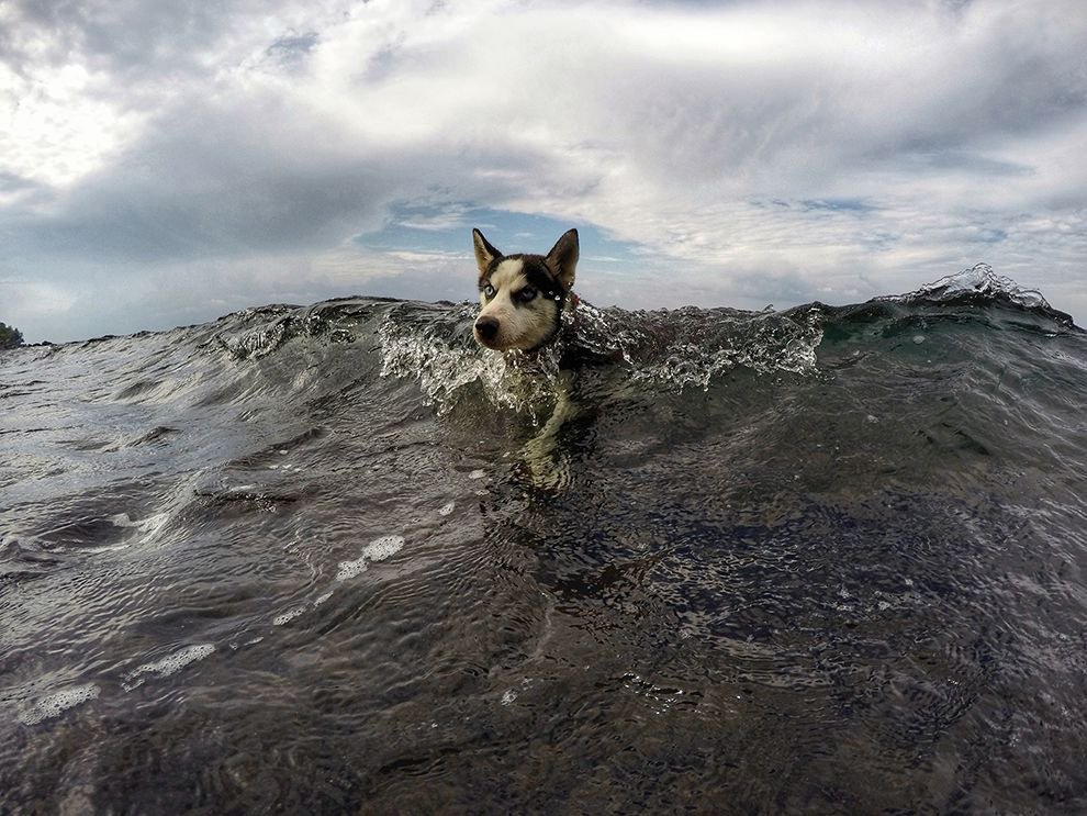 Морской пес. Хаски плавает. Собака на море. National Geographic собака.