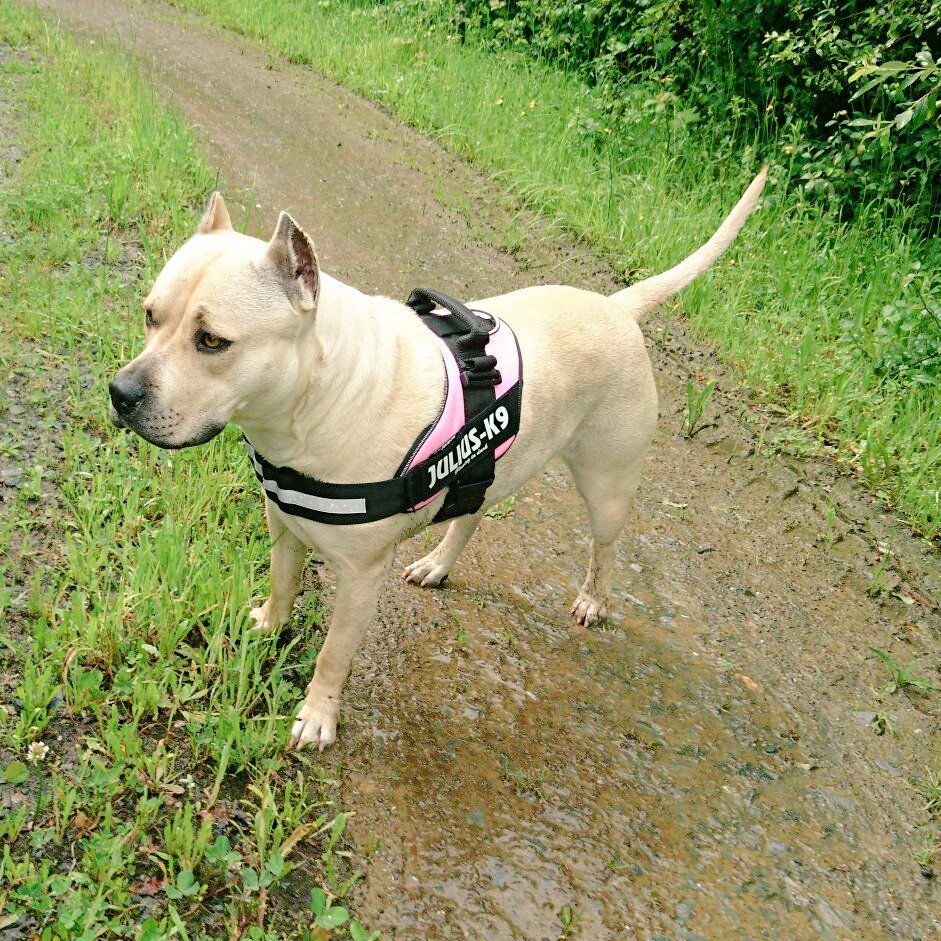 LoliBrea's tweet photo. No sé lo que vi en ti,  solo sé que no lo veo en nadie más.💎💎  #vida #presumida #pitbullterrier #juliusk9idc https://t.co/fb08kL0kbu