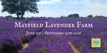 EverythingEpsom's tweet photo. We highly recommend you visit @LavenderSurrey this summer & see nature up close and personal #lavender #epsomlocal https://t.co/fIX5dEg4Qq