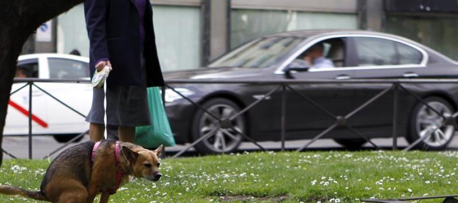 A3Noticias's tweet image. Lanzan el primer recogedor ecológico de heces de perro, que se degrada en la basura atres.red/3sa6a1