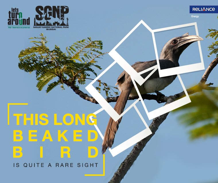 Adani_Elec_Mum's tweet photo. This winged wonder is a rare treat for the eyes. Have you been lucky enough to spot it? #OnlyAtSGNP #ClickToSave https://t.co/XAOrDJQMBk