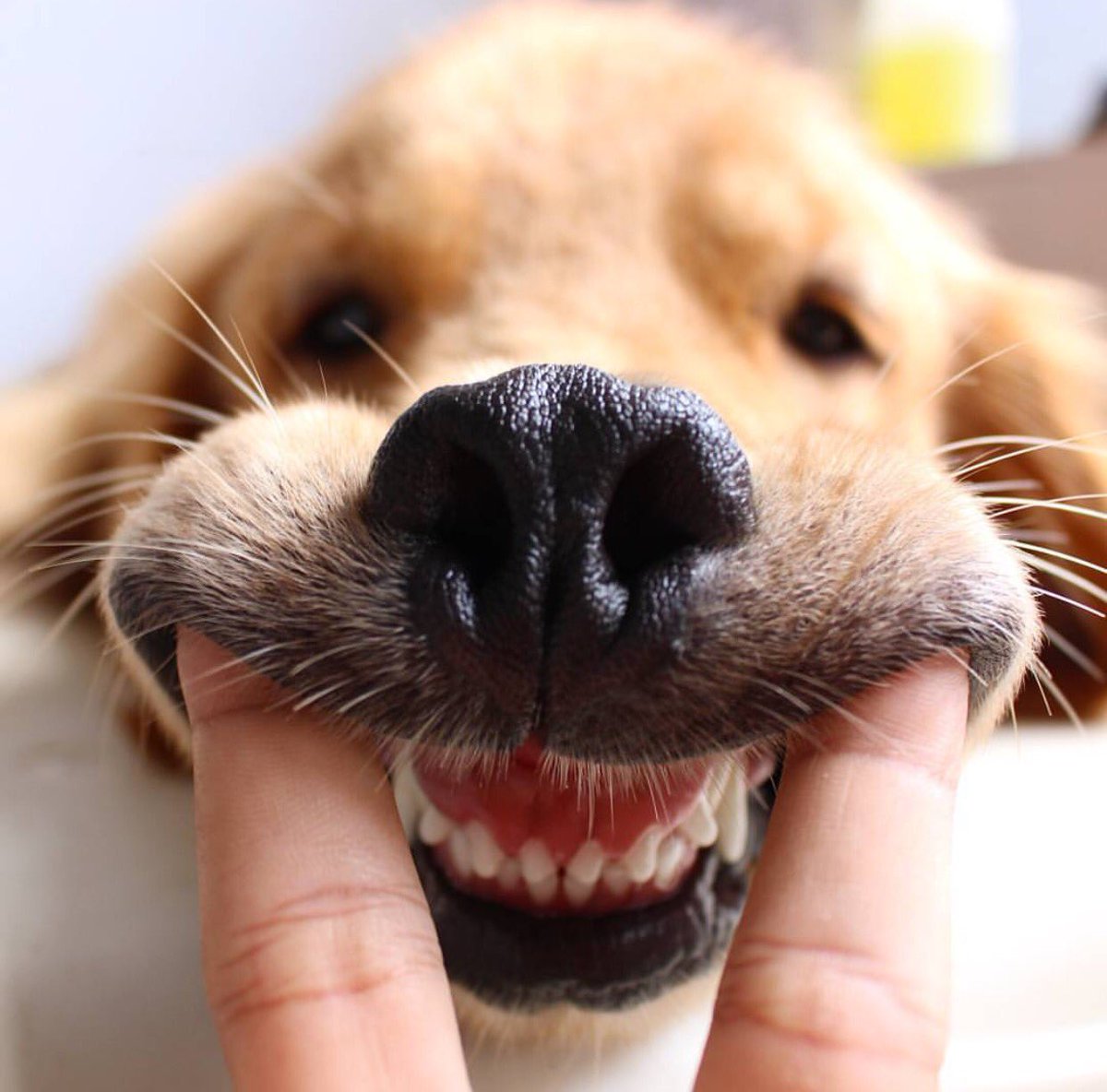 "Hey, hey Dad, do that walrus thing"