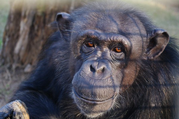 ArcusApes's tweet photo. Since 1960, #Chimpanzee populations have declined by 50% #ChimpFacts via @ChimpHaven https://t.co/a1HctWigJ7 https://t.co/HMq2Y8tjQE