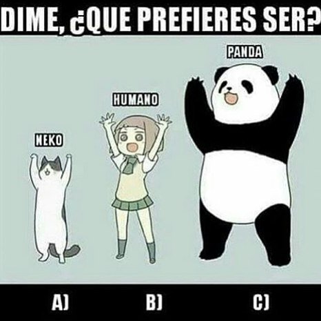 kareenRramirez's tweet photo. NO LO SE. 😲😲😲 A) ser un gato molaria porq son muy lindos y muy todo

B) ser humana...es que ya lo soy y tampoco voy… https://t.co/siVh243t0o