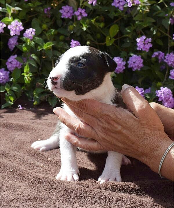 Tin_C_Astro's tweet photo. 🌞🐕🍀
@animal.unlimited #pets #mascotas #dog #dogs #dogsofinstagram #pet #cachorros #animals #love #perritos #doglove… https://t.co/oSSD6YYHYf