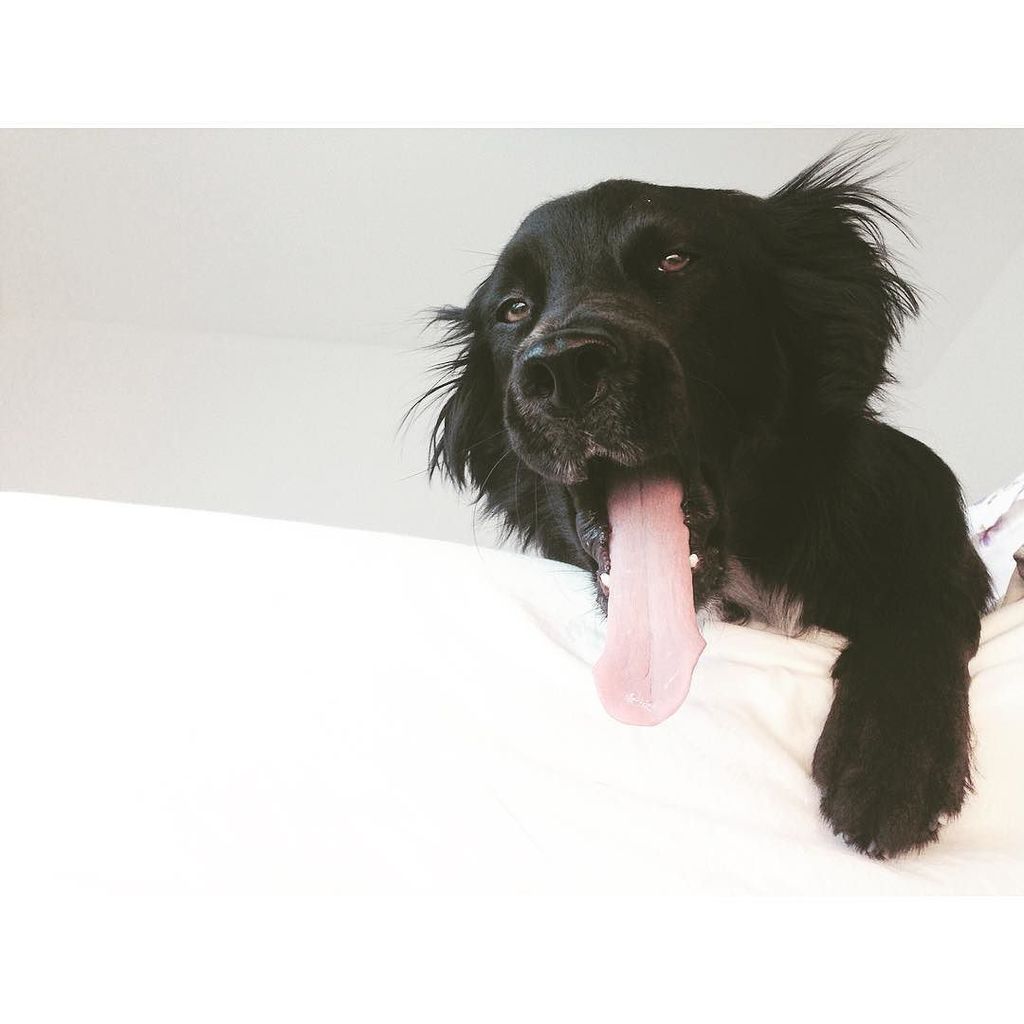 Tin_C_Astro's tweet photo. Buenos dias! 😬 #balooneo #instadog #instaiphone #iphone5 #iphonedog #iphoneperro #perro #perrosdeinstagram #perromo… https://t.co/7K4M9YF8cr