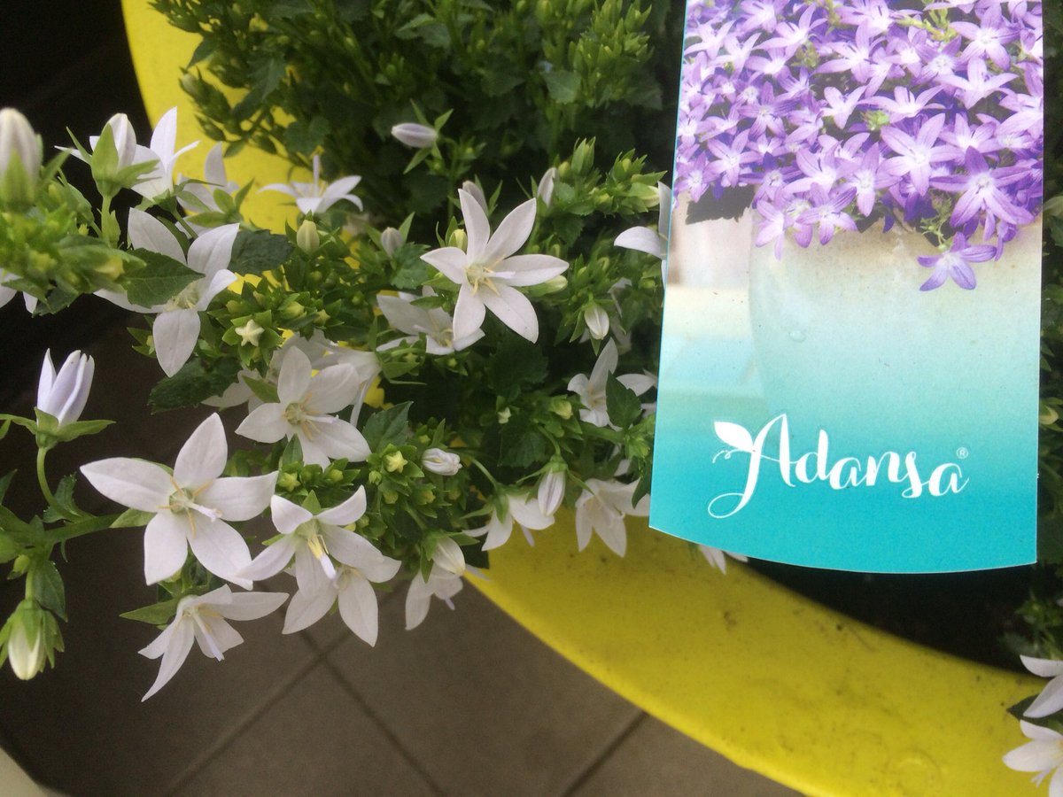 Marcthings's tweet photo. @flowertrials op @RT_FloraHolland met @Schoneveld_NL en o.a #campanula #ambella #adansa https://t.co/1sNLKEcG6V