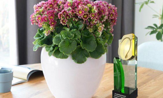 Marcthings's tweet photo. Laatste dag om te stemmen op #primula #pricanto @RaelDuijvestijn https://t.co/chwT683eUK