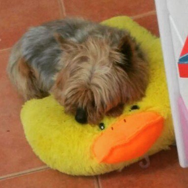 YuridiaVvallejo's tweet photo. Mi Blaky echadito sobre mi pollozapato #mascotas #yorshire #lovedogs #loveyorshire #lovemascots #quekuki #🐶 #🐕 #bla… https://t.co/Hwab9DuBNF