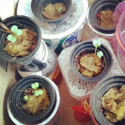 Hidroponik yg pakai nutrisi kimia ABmix numbuh, yang pakai homemade MoL juga numbuh, yang pakai POC/pupuk organik c…