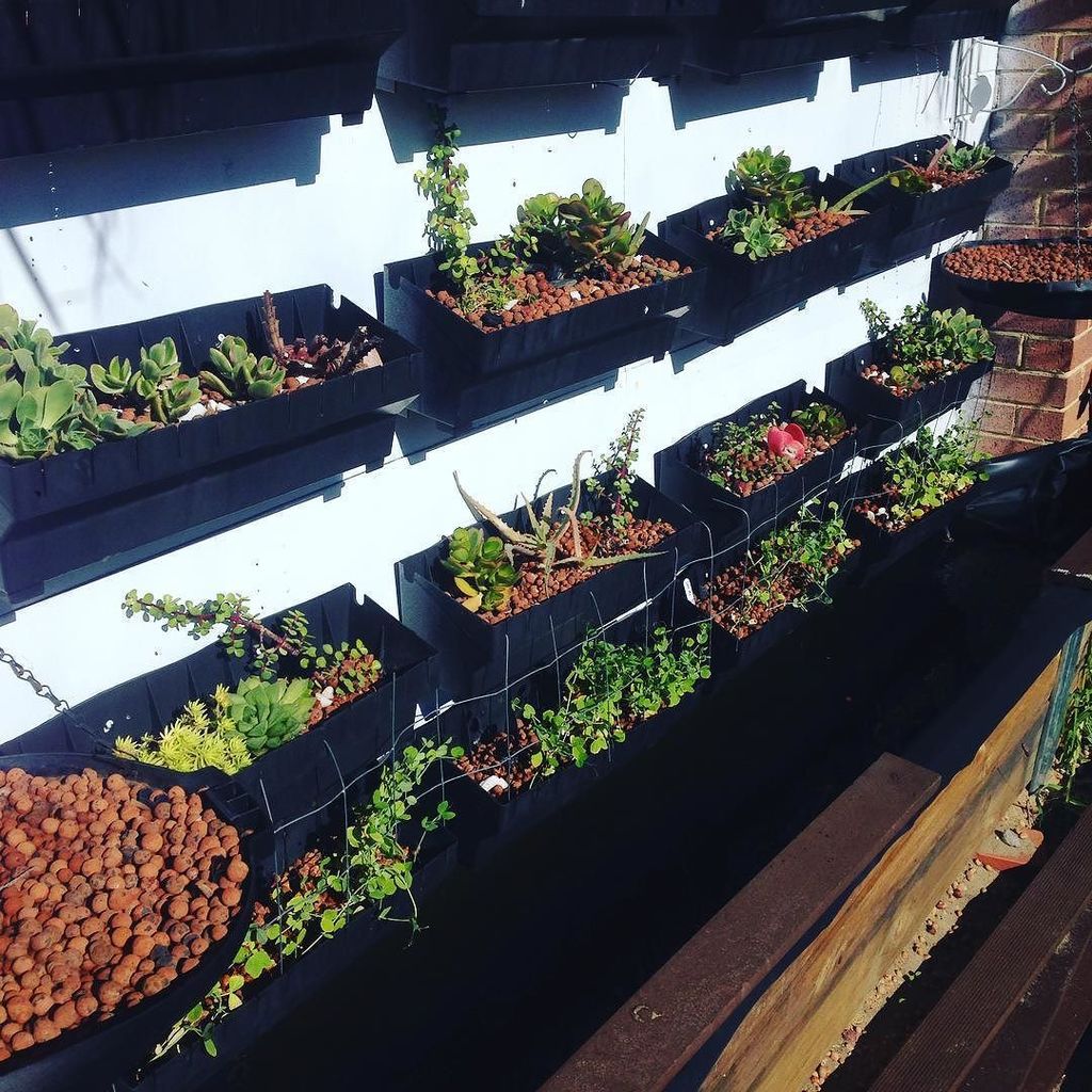 Succulente! 1st day of winter, still got shorts on :) #verticalgardens #aquaponics #perthlife #resus by bobsgarden