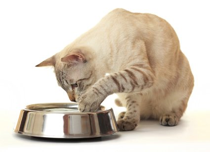Kattenconsult's tweet photo. Gooit je kat zijn voer op de grond, voordat hij het van de vloer eet?Probeer eens een plat bord, i.p.v. een kommetje https://t.co/Fc0rQSDR4C