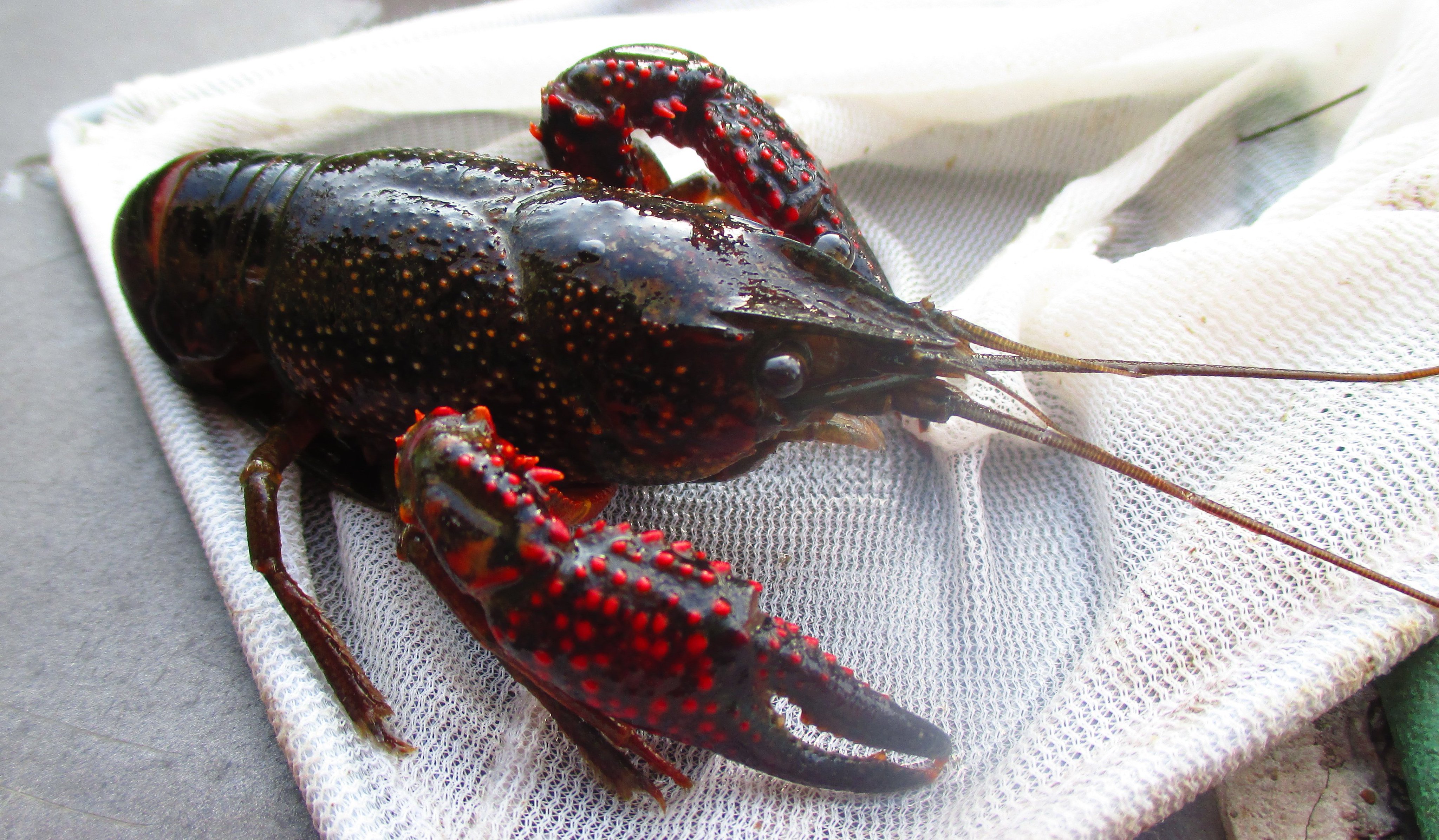 オクトパスプライム そして7匹のザリガニの中で一番気に入ったのがこのアメリカザリガニ 見よこのブラックボディに赤い斑点 メチャクチャ強そうな姿してやがる ハサミの所とかたまんないカッコよさ なんだか早めの夏休みを味わってる気分