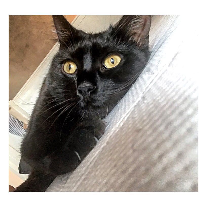 🐱#cat#pet#black#blackcat#pets#instapet#petstagram#instalike#morning#amazing#beautiful#fun#funny#love#mylove#manouno…