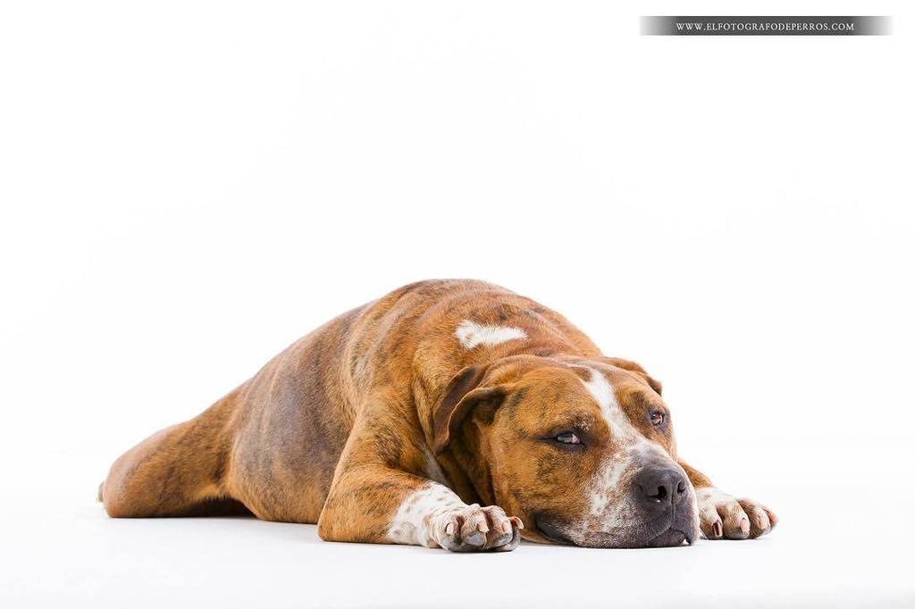 Tan a gusto ... #americanstaffordshireterrier #dogstagram #dogs_of_instagram #elfotografodeperros #estudiofotografi…