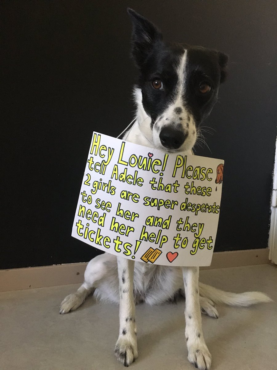 hello_adele_'s tweet image. Please share this so maybe it will reach @Adele 's beautiful eyes someday! ❤️ #adelelive2016 #adeletickets #adele xx