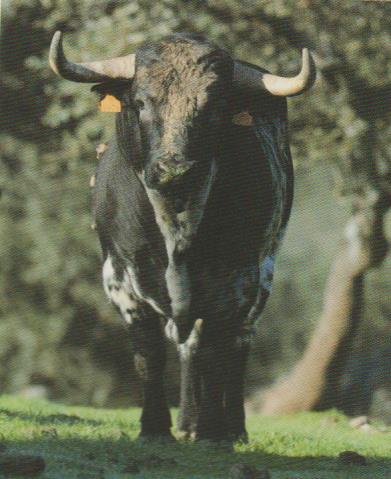 PurezayCasta's tweet photo. Sombrerero, el último Guateles, se exhibirá en Museros (Valencia). https://t.co/0TY4DFlhkF