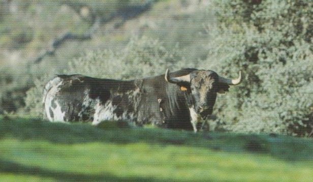 PurezayCasta's tweet photo. Sombrerero, el último Guateles, se exhibirá en Museros (Valencia). https://t.co/0TY4DFlhkF