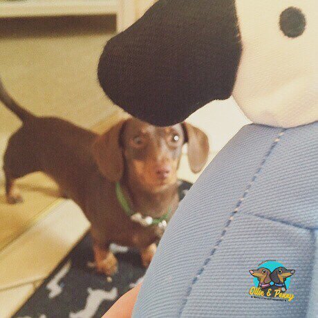 ollieandpenny's tweet photo. Someone has her eye on Lucy! ππΆπ Pennys thoughts here: https://t.co/heHybUZxVC (link in bio too!) #poochpost #becoβ¦ https://t.co/jmOeW5iR24