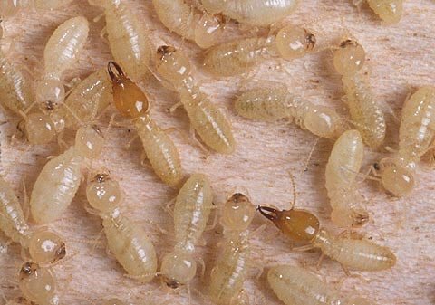 Fast #Fact Friday! Formosan #termite colonies can be 300 ft long and there can be tens of thousands in a colony!
