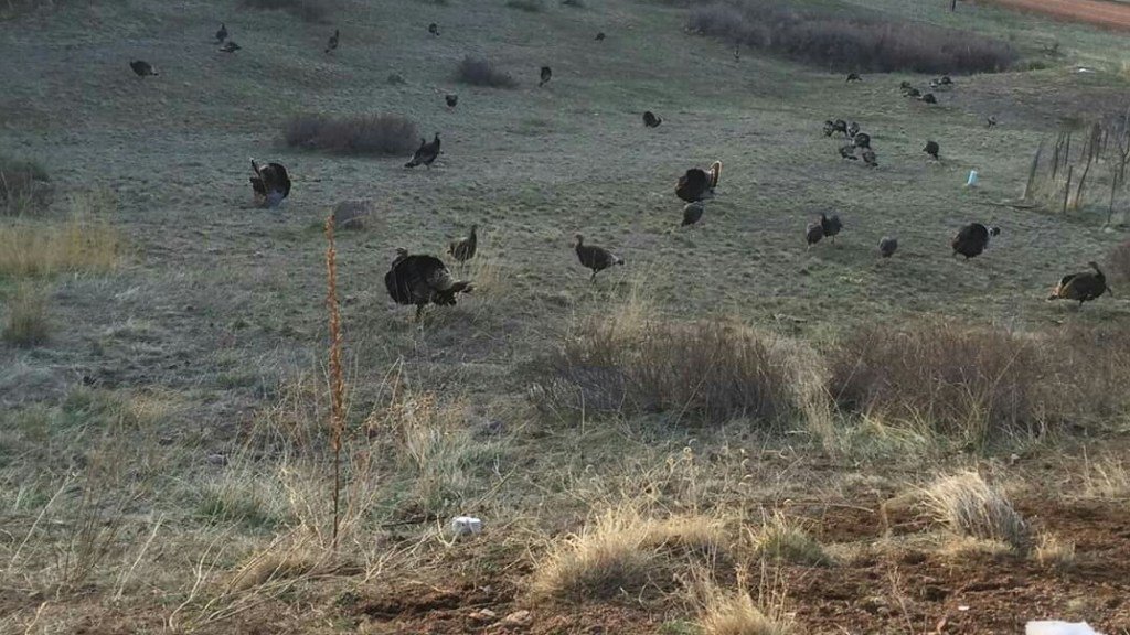 field_bread's tweet image. Wild Turkeys fieldbread.com/wild-turkeys/