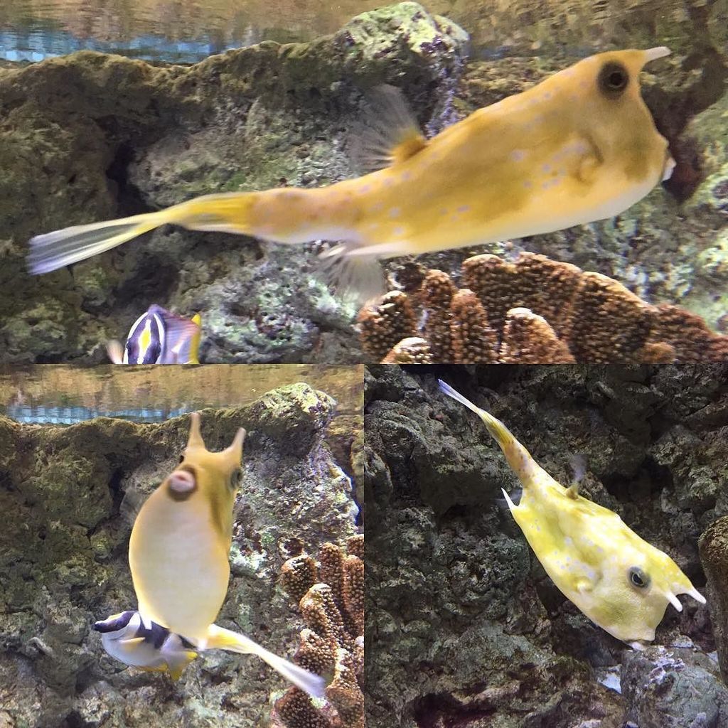 BriSci68's tweet photo. #longhorncowfish https://t.co/VDeYMZwOpE https://t.co/59QfgN7JSo