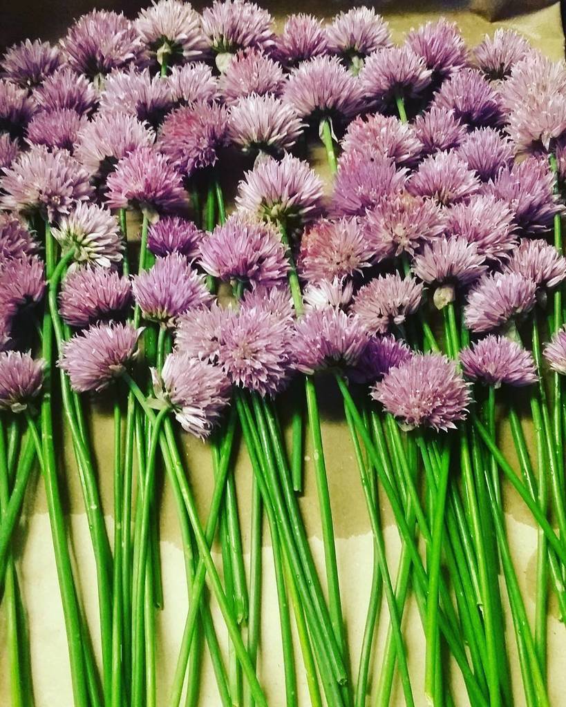 Just arrived... chive blossoms

#culinaryjourney #finedining #foodlovers #chefsofinstagram #salzburg #fuschlsee #au…