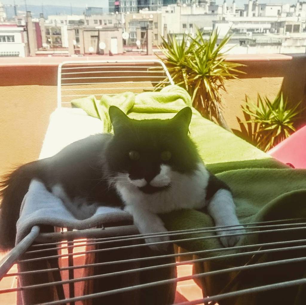 MaaunTheCat's tweet photo. Pq de tant en tant et recordin pq et vas  gastar eos cuartos en una secadora.
#gat #gats #gatos #cats #pelos #pels … https://t.co/RtUYZ5bJZP